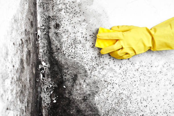 Best Mold Removal Process  in Mount Shasta, CA