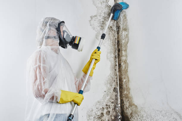 Best Mold Removal Company Near Me  in Mount Shasta, CA