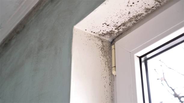 Best Residential Mold Removal  in Mount Shasta, CA