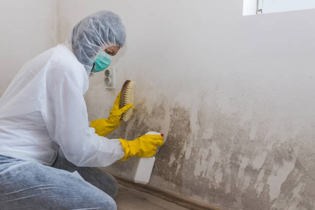Best Mold Removal Near Me  in Mount Shasta, CA