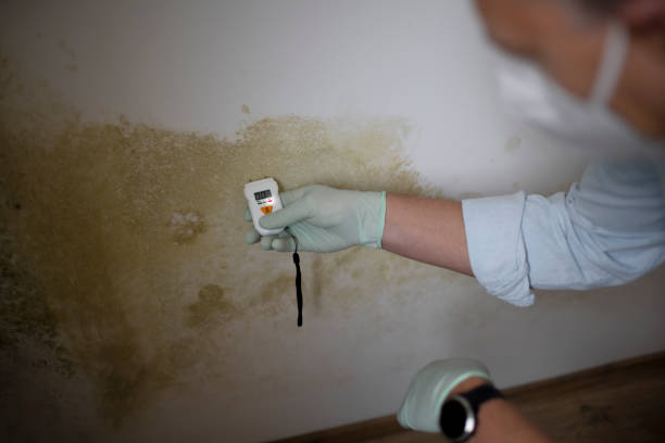 Mold Removal and Inspection in Mount Shasta, CA