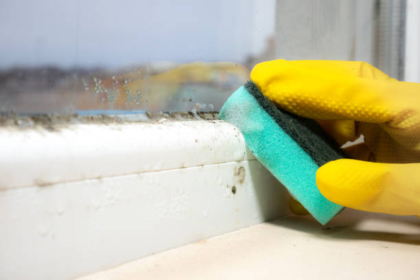 Best Fast Mold Removal  in Mount Shasta, CA