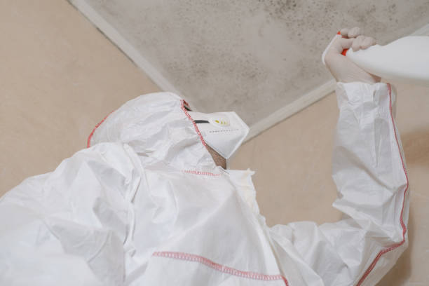 Best Mold Damage Repair  in Mount Shasta, CA
