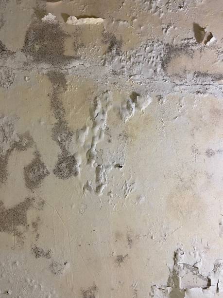 Best Commercial Mold Removal  in Mount Shasta, CA