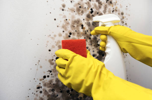 Best Mold Testing  in Mount Shasta, CA