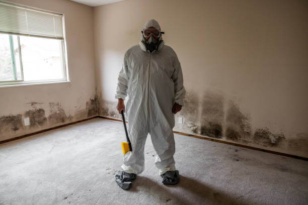 Best Attic Mold Removal  in Mount Shasta, CA