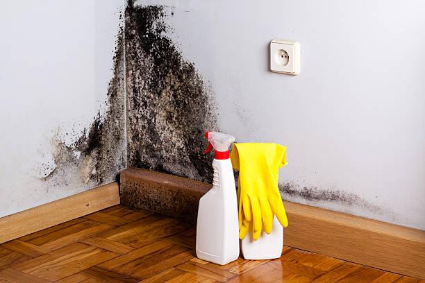 Best Mold Testing  in Mount Shasta, CA