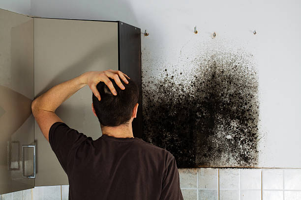Best Office Mold Removal Services  in Mount Shasta, CA