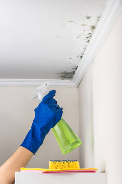 Best Residential Mold Removal  in Mount Shasta, CA