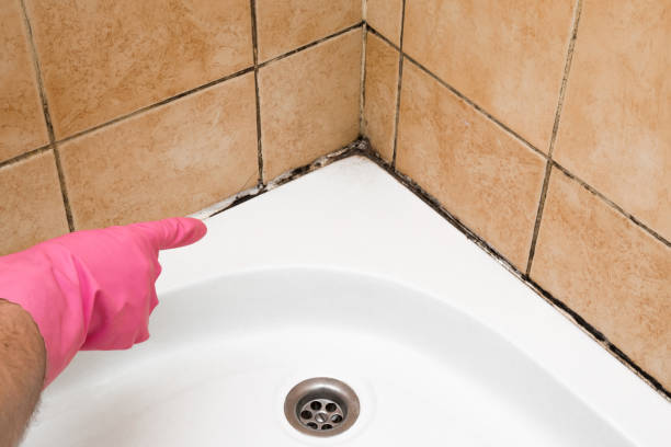 Mold Removal Process in Mount Shasta, CA